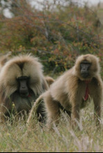 Imagen de Pandillas salvajes - 12