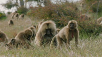 Imagen de Pandillas salvajes - 15