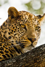 Imagen de Kalahari: el desierto subterráneo de África - 5