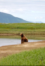 Imagen de Alaska Salvatge : Primavera - 4