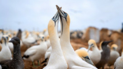 Imagen de El gran festín del océano - 7