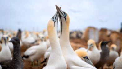 Imagen de El gran festín del océano - 14