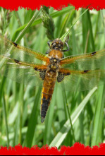 Imagen de Fauna letal  - 6