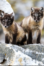 Imagen de La increíble migración...: Crianza polar - 4