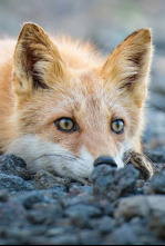 Imagen de Los segundones - 13