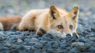 Imagen de Los segundones - 15