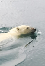 Imagen de El reino del oso polar  - 6