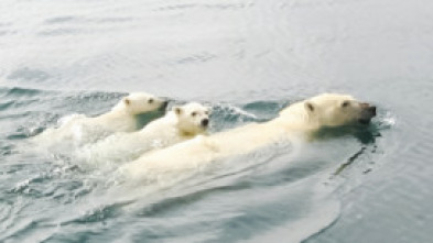 Imagen de El reino del oso polar  - 7