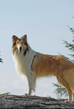 Imagen de Lassie torna a casa - 4