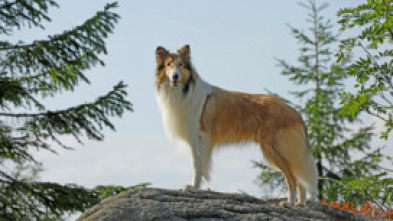 Imagen de Lassie torna a casa - 5