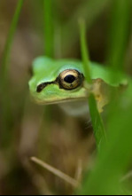 Imagen de Los animales más raros...: Los maestros de la selva - 6