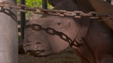 Imagen de Especial Los secretos del zoo: Tampa: Baby boom  - 5