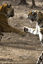 Imagen de El legado de la reina tigre - 6