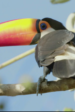 Imagen de Los animales más raros...: Mutantes salvajes - 11