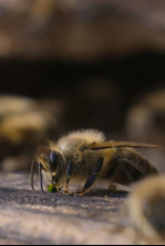 Imagen de Los secretos de las abejas  - 5