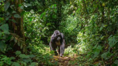 Imagen de Uganda salvaje - 7