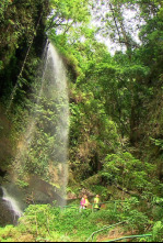 Imagen de El escarabajo verde - 6