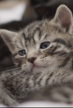 Imagen de La vida secreta de los gatos - 4