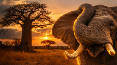 Imagen de Human & wildlife conflict Ep.2 Cuando la naturaleza se desborda - 5