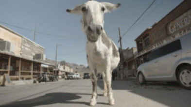 Imagen de Lo mejor de Animales de Estados Unidos  - 6