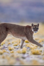 Imagen de Wild Argentina  - 6