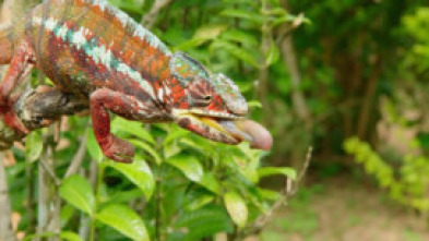 Imagen de Los animales más raros de Madagascar  - 7