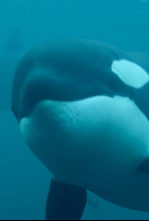 Imagen de La vida secreta de las orcas  - 9
