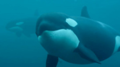 Imagen de La vida secreta de las orcas  - 10