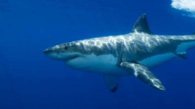 Imagen de La isla de los tiburones - 14