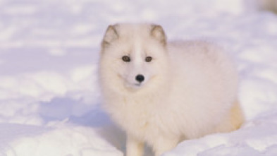 Imagen de Animales bebé - 5