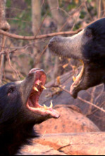 Imagen de Oso perezoso, el nacimiento de un príncipe - 12