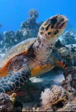 Imagen de El Mar rojo: un jardín en evolución - 5