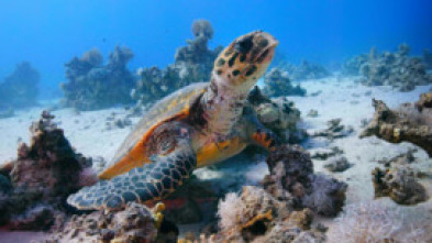 Imagen de El Mar rojo: un jardín en evolución - 6
