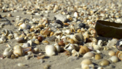 Imagen de Conchas: Moldeadas por la naturaleza - 6