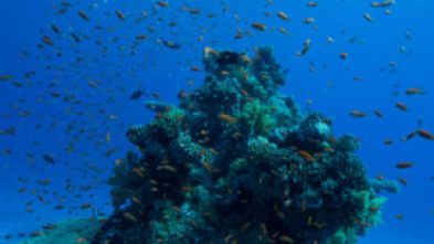 Imagen de Maravillas del océano: Islas de vida - 12