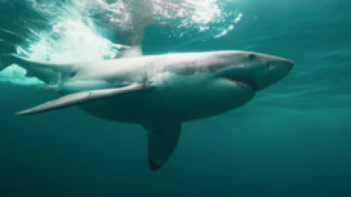 Imagen de Tiburones bajo cero - 7