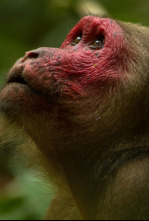 Imagen de Dentro de lo Salvaje: India  - 12