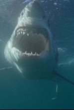 Imagen de Canadá: hogar del tiburón blanco - 9