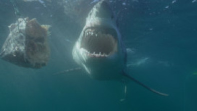 Imagen de Canadá: hogar del tiburón blanco - 10
