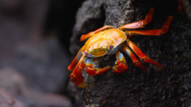 Imagen de Ecuador en la cima de la biodiversidad  - 14