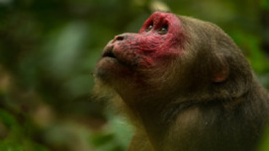 Imagen de Dentro de lo...: Monos del Templo en Fuga - 15