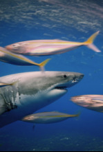 Imagen de Ataques de tiburones: acceso exclusivo  - 4