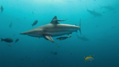 Imagen de Especial Cuando los tiburones atacan (T2) - 5
