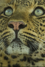 Imagen de El legado de la leoparda - 12