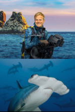 Imagen de Tiburones martillo en primer plano con Bertie Gregory - 9