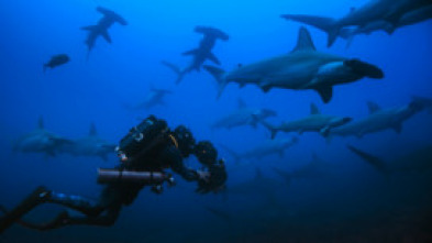 Imagen de Tiburones martillo en primer plano con Bertie Gregory - 10