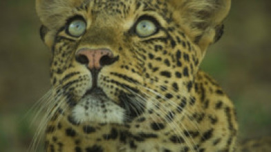 Imagen de El legado de la leoparda - 15