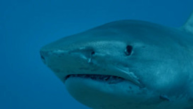 Imagen de Tiburones colosales - 5