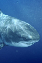 Imagen de Los tiburones más grandes del mundo - 4