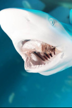 Imagen de Zona de peligro: tiburones - 4